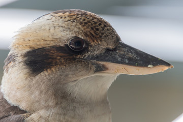 Laughing Kookaburra in Profile