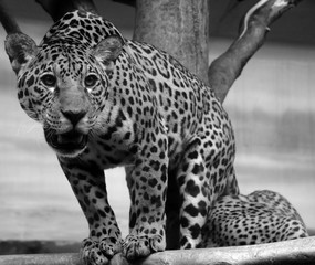 Jaguar is a feline in the Panthera genus only extant Panthera species native to the Americas. Jaguar is the third-largest feline after the tiger & lion & largest in the Americas © Daniel Meunier