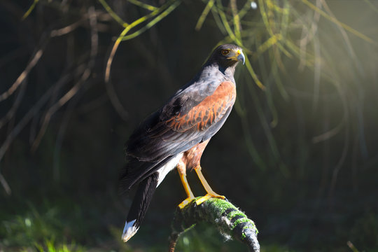 Gavil Bilder Durchsuchen 187 Archivfotos, und Videos