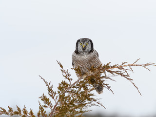 Northern Hawk Owl Portrait  in Winter