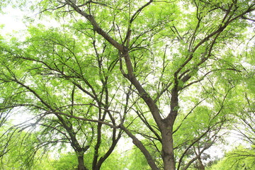 Fondos de naturaleza bosque