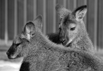 In winter wallaby is any animal belonging to the family Macropodidae that is smaller than a...