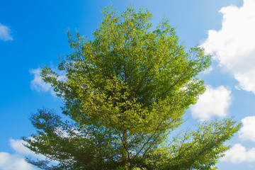 tree on blue sky