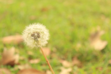 Diente de león flor