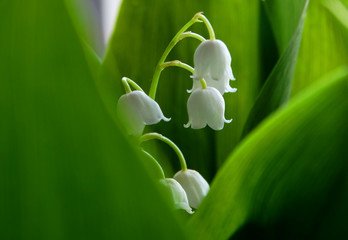 Lily of the valley