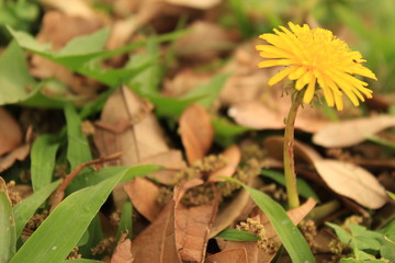 Diente de león flor