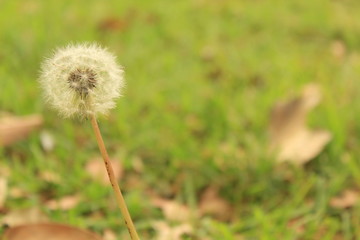 Diente de león flor