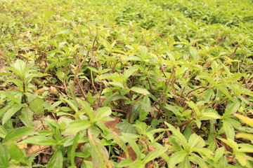 producción agrícola 