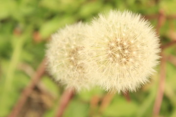 Diente de león flor