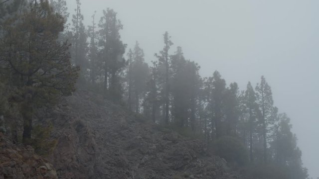 Landscape with conifer woods on mountain slope covered with cloud mist. Mystical forest