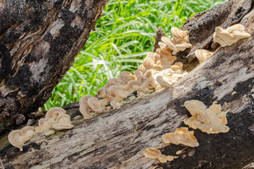 Ganoderma Applanatun Mushrooms On Dead Tree