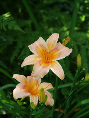 Orange day lily with green background