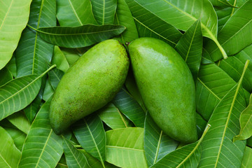 Mango on green leaves from tree tropical summer fruit concept / Fresh green mango