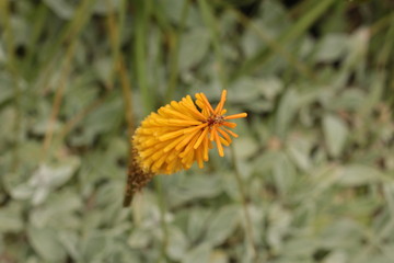 A native bright yellow hot poker flower seen from above in a garden bed in a park, Australia