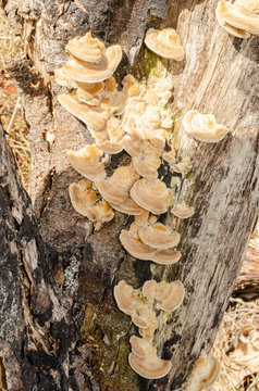 Cluster Of Ganoderma Mushrooms On Tree Trunk