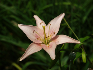 Pink day lily with a green background