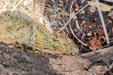 Porous Ganoderma Mushrooms Cluseup
