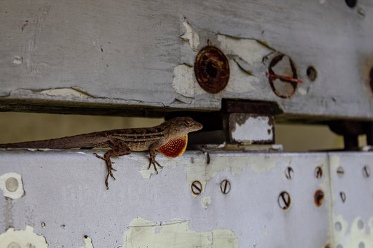 Lizard on military aircraft 
