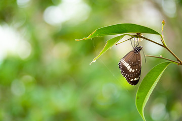 Common crow butterfly hanging on brach next to its chrysalis