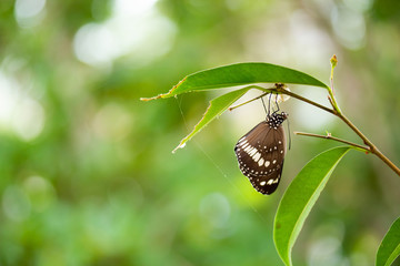 Common crow butterfly hanging on brach next to its chrysalis