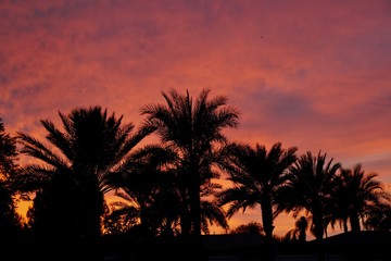 A silhouette of a palm treee at sunset.