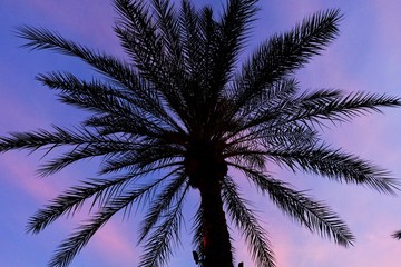 Fototapeta na wymiar A silhouette of a palm treee at sunset.