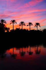 Obraz na płótnie Canvas A silhouette of a palm treee at sunset.