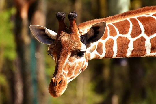 portrait of giraffe