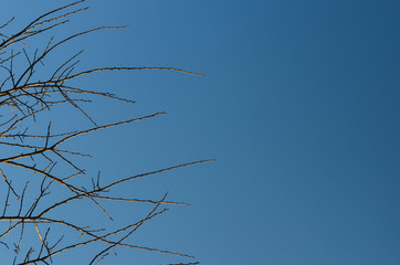 Obraz premium texture or background of a tree branch on a blue background