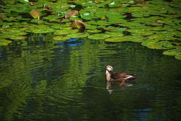 羽づくろいするカルガモ