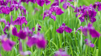 紫色の花菖蒲の花畑