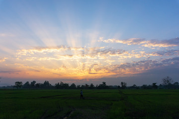 sunset over the field