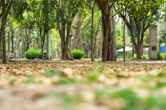 &Aacute;rboles espacios p&uacute;blicos parques