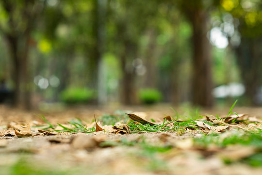 &Aacute;rboles espacios p&uacute;blicos parques