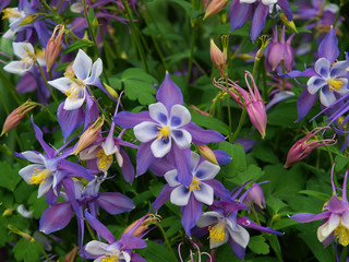 Columbine flowers of various colors with a green background