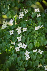 ヤマボウシの花