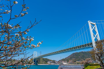 関門橋と桜