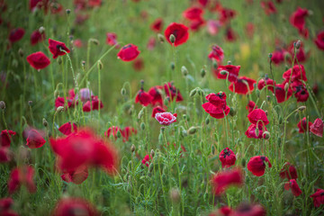 ヒナゲシの花畑