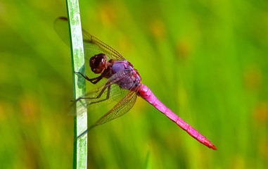Roseate Skimmer