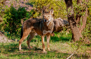 Texas Red Wolf