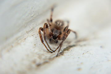 Macro 8
