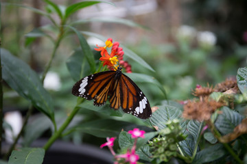 butterfly on flower