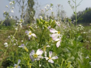 white flowers on green background