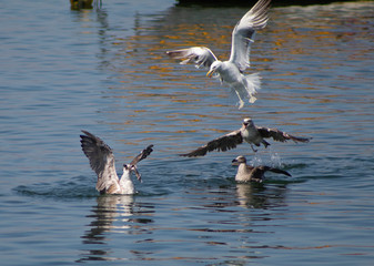 Birds seagulls looking, searching, fighting and fishing