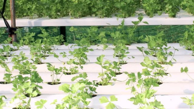 4k little celery plant growing on white planting table, hydroponic celery, vegetable gardening industry, vegetable supplier, ph oxygen nitrogen, fertilizer, green small leaf, camera panning left