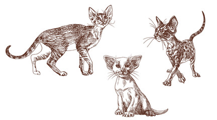 Hand drawn set of Oriental kittens. Engraving illustration in vintage style.
