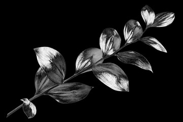 Silver leaves branch on black background isolated close up, decorative monochrome tree sprig, gray metal shiny plant leaf, grey metallic foliage illustration, floral design element, botanical symbol