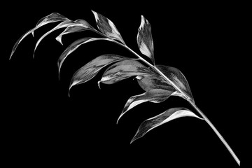Silver leaves branch on black background isolated close up, decorative monochrome tree sprig, gray metal shiny plant leaf, grey metallic foliage illustration, floral design element, botanical symbol