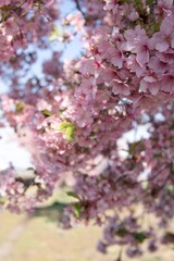 河津桜をクローズアップ／すみよし桜の里（埼玉県坂戸市）