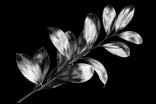 Silver leaves branch on black background isolated close up, decorative monochrome tree sprig, gray metal shiny plant leaf, grey metallic foliage illustration, floral design element, botanical symbol